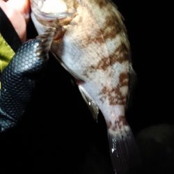 強風メバリング