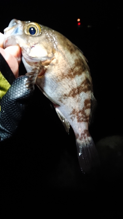 強風メバリング