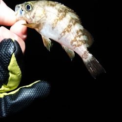 良い日に当たりました