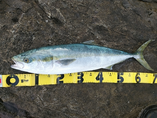 良い日に当たりました