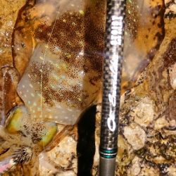 何とか釣れました！