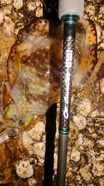 何とか釣れました！