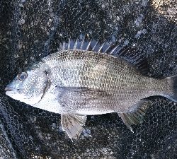 のっこみが終わったのか