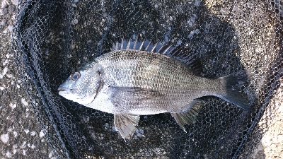 のっこみが終わったのか