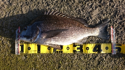 久しぶりに 朝早く