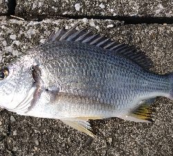 キビレばっかり