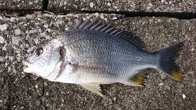 キビレばっかり