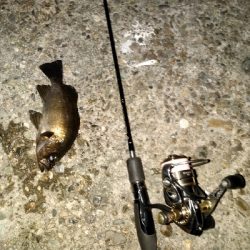 今日はいい感じ。