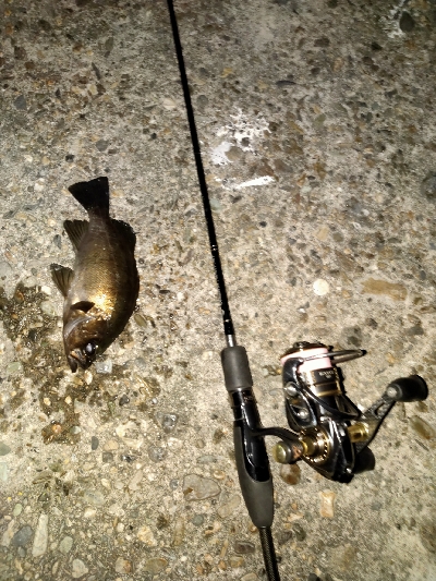 今日はいい感じ。