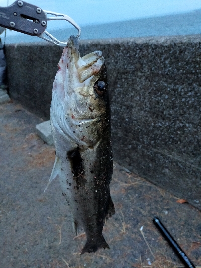 夕マヅメシーバス