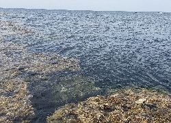 西表島リーフ釣り