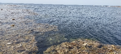 西表島リーフ釣り