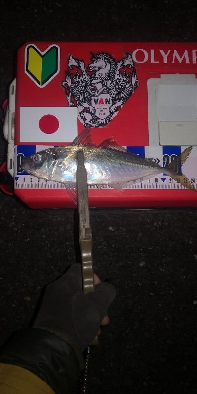 アジング練習 265