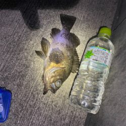 デカメバルではじめ