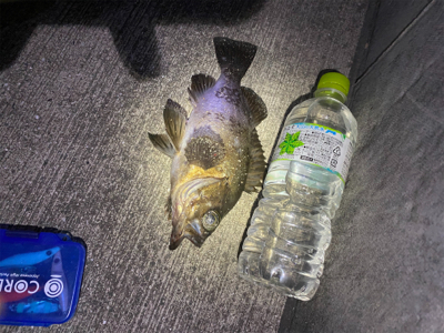 デカメバルではじめ