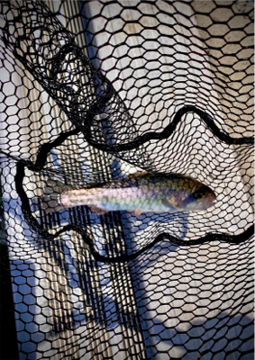 エリアトラウト