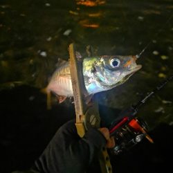 アジング練習　266