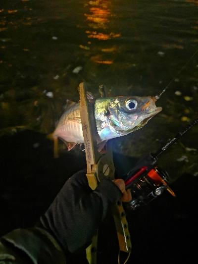 アジング練習　266