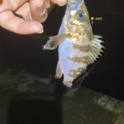 ゲストのタケノコさん！