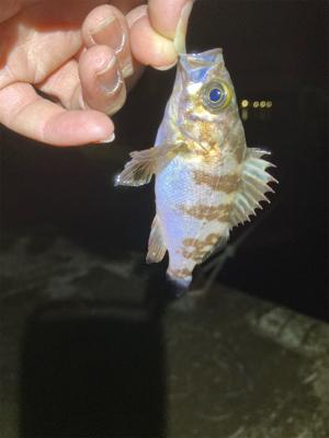 ゲストのタケノコさん！