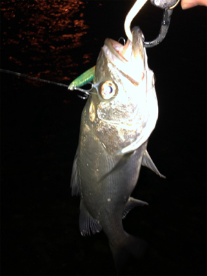 春らしくなってきました