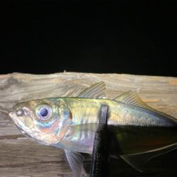 アジング　ガチ