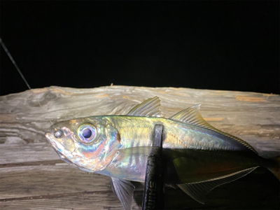 アジング　ガチ