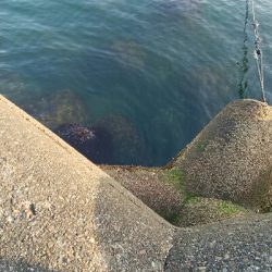 良型メバル1匹！