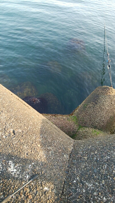 良型メバル1匹！