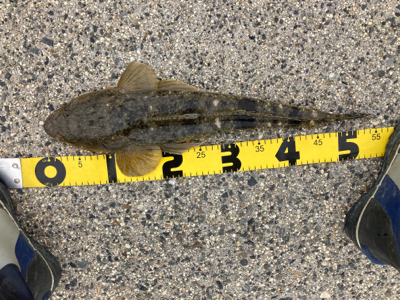 マゴチフィッシング