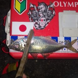 アジング練習　268