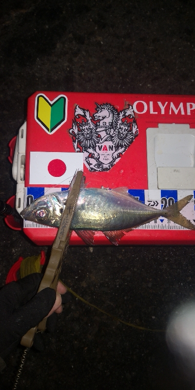 アジング練習　268