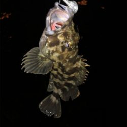 根魚の活性高め