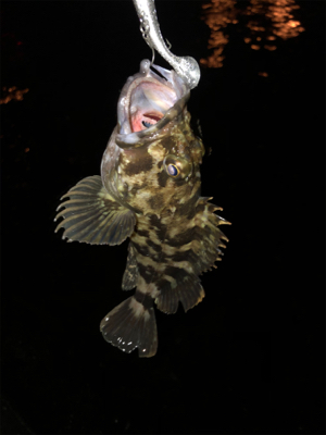 根魚の活性高め