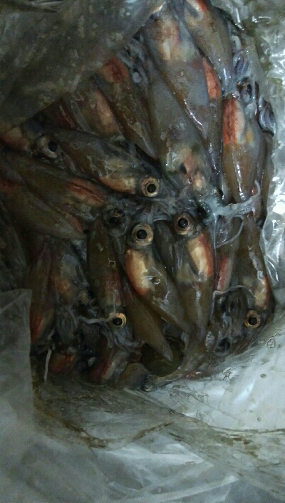 良型カサゴ1匹!ホタルイカも獲れたよ。