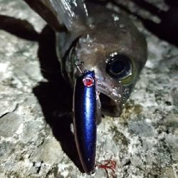 今年はなかなか型を出せない