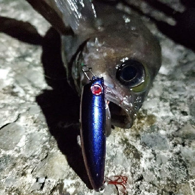 今年はなかなか型を出せない