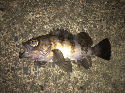 エステル0.3でチヌ！