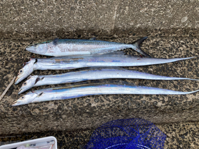 太刀魚、サゴシ