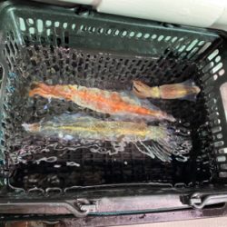 ヤリイカメタル