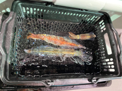 ヤリイカメタル