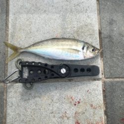 キャロアジング