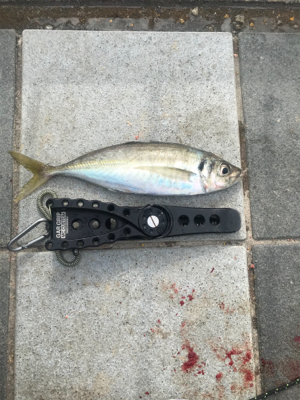 キャロアジング