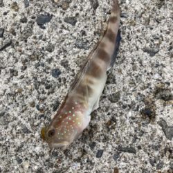 シーズン前の堤防キス釣り！！