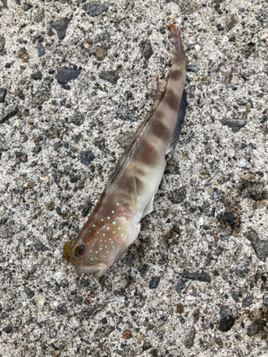 シーズン前の堤防キス釣り！！