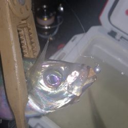 アジング練習　269 　