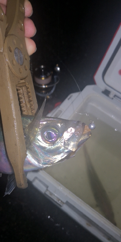 アジング練習　269 　