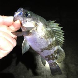 雨上がりのメバル