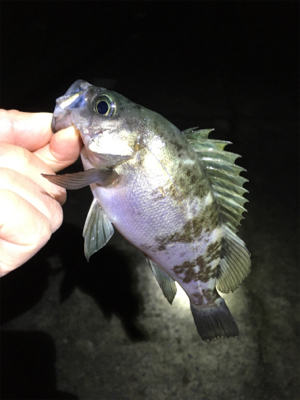 雨上がりのメバル