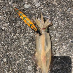 久しぶりのイカ釣り